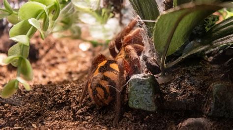 Pumpkin Patch Tarantula - Aikman Wildlife Adventure