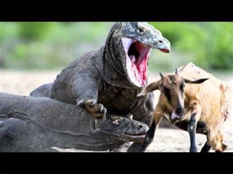 Pair Of Massive Komodo Dragons Catch And Kill An Unsuspecting Goat