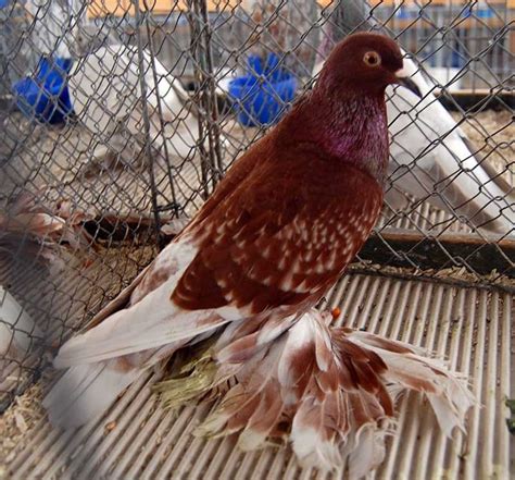 Saxon Field Pigeon Photos From Zwonitz Show Pigeon Saxon Field