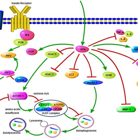 Autophagy Signaling Pathway Pten Inhibits The Akt Mtor Signaling