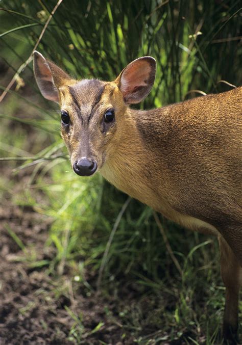 Muntjac Deer Photograph By David Aubrey Fine Art America