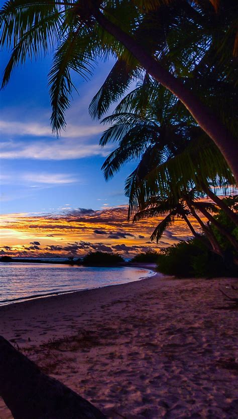 Palmeras En Playa Al Atardecer Fondo De Pantalla 4k Ultra Free Nude