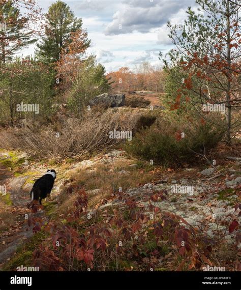 Torrance Barrens Conservation Area Hi Res Stock Photography And Images