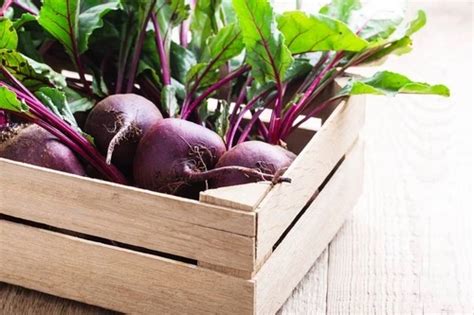 Super Easy Guide for Growing Beets Indoors – SeedAndSprouts