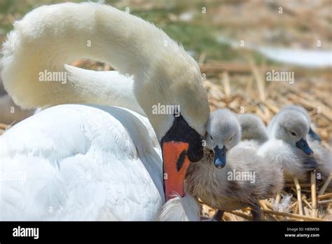 Mute Swan and Cygnets Stock Photo - Alamy