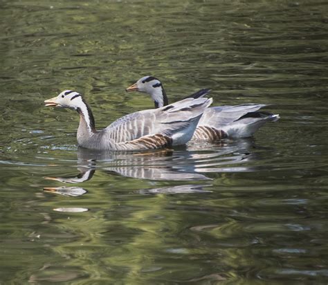 Birds Bar Headed Goose Ornithology Free Photo On Pixabay Pixabay