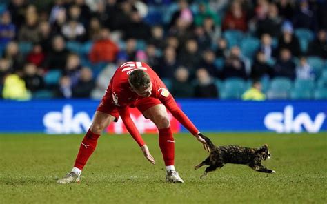 サッカー場に乱入した猫が人気者に⇨7ヶ月前に離れ離れになった飼い主に見つかる【動画】 ハフポスト World