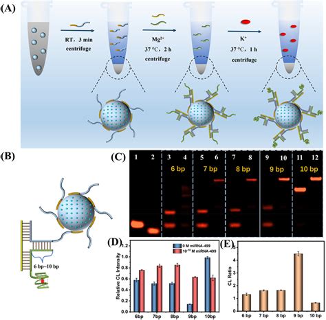 A Schematic For Construction Of The Sio2 Captureabei Nanoprobe B