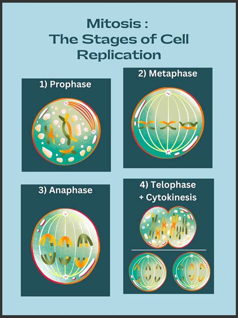 EDUCATIONAL Stages of Mitosis Poster - Etsy