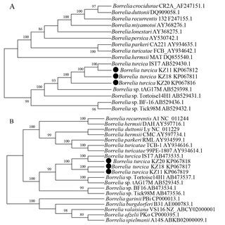 Phylogenetic Analysis Based On GlpQ A And GyrB B Genes Of The Genus