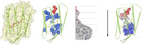 The cavity structure in bacteriorhodopsin. (a) A bacteriorhodopsin ...