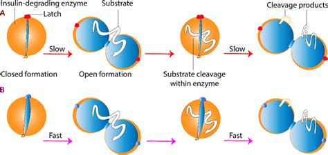 Insulin Degrading Enzyme Ide Activation Pathway A Download