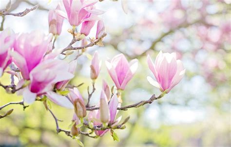 Wallpaper Leaves Light Flowers Freshness Branches Background