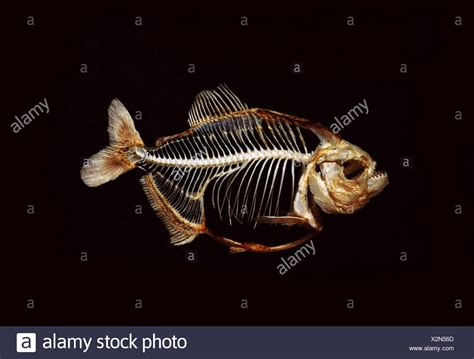 Pygocentrus Piraya Stock Photos And Pygocentrus Piraya Stock Images Alamy