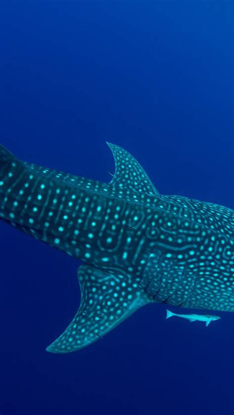 Bing HD Wallpaper Aug 30 2024 International Whale Shark Day Bing