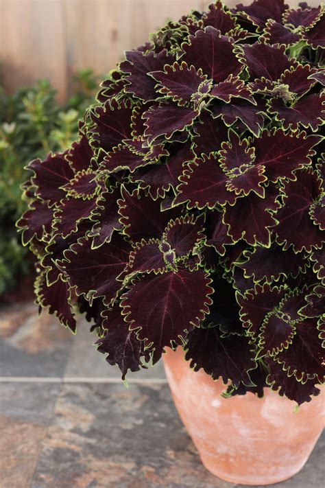 Colorblaze® Wicked Witch Coleus Plant Addicts