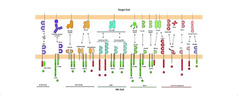 | The major activating and inhibitory NK cell receptors and their ...