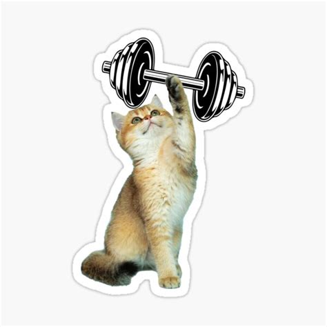 "Gym cat" Sticker for Sale by Amadej | Redbubble