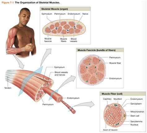 A P Ch 3 2 The Muscular System Flashcards Quizlet