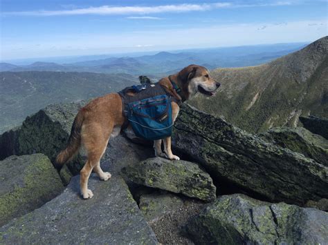 Mount Washington - Hiking with Pups