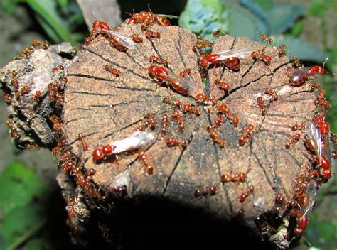 Photos and Info on Ants and Termites of Malaysia: Solenopsis Geminata, The Tropical Fireant