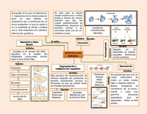 Mapa Conceptual Reproduccion Asexual Pptx