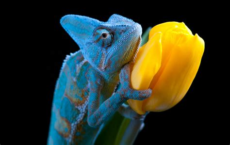 10 Fun Facts About Chameleons ExoticDirect