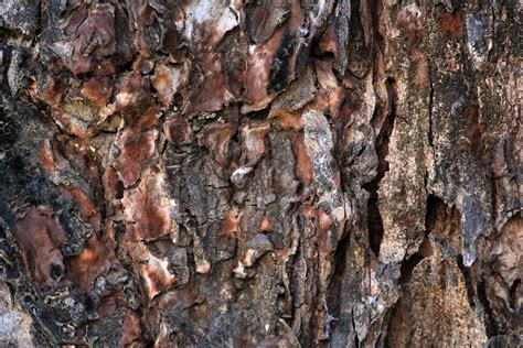 Tree Trunk Texture 2 Free Stock Photo Public Domain Pictures