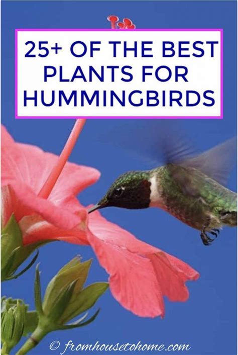 Hummingbird Plants 25 Of The Best Flowers That Attract Hummingbirds