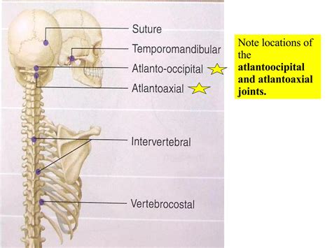 05 Axial Skeleton Vertebral Column And Thoracic Cage PPT