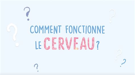 Comment Fonctionne Votre Cerveau Comment Aiguiser Votre Esprit