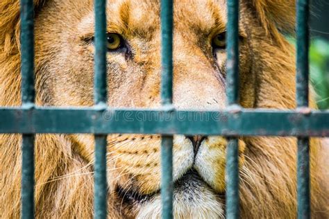 Sad Lion In A Cage Stock Image Image Of Locked Animal 29489473