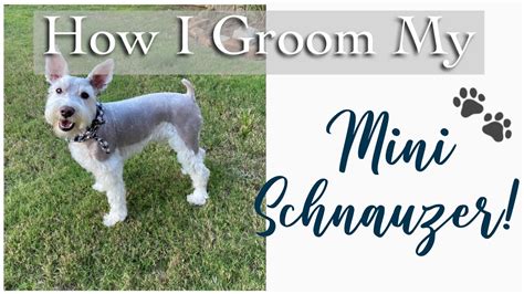 How I Groom My Mini Schnauzer At Homegrooming Groomingathome