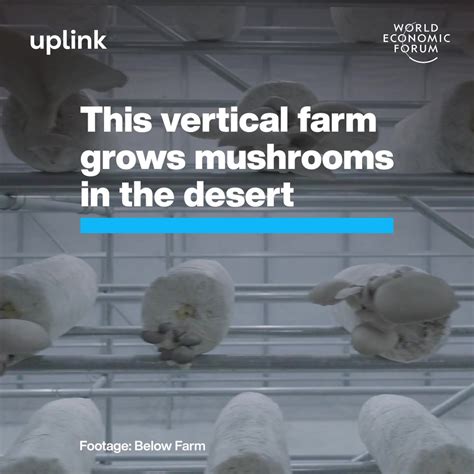 This Vertical Farm Grows Mushrooms In The Desert World Economic Forum