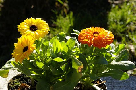 Edible Flowers Pot Marigold | Microgreens Seeds | GreenHuiz