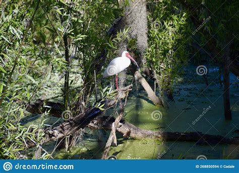 American White Ibis Eudocimus Albus Surrounded By Lush Plants At Edge