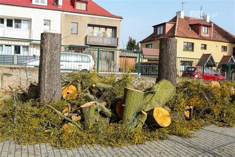 Wycinka drzew na Pogodnie w Szczecinie zbulwersowała mieszkańców