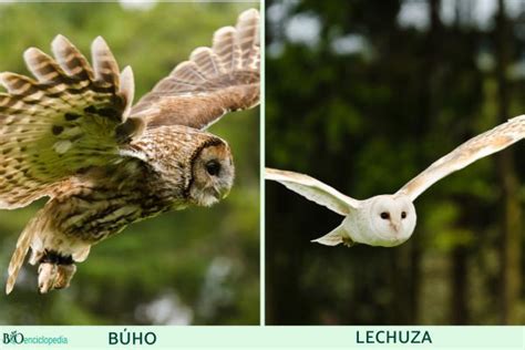 Diferencia entre búho y lechuza Características fotos y vídeos