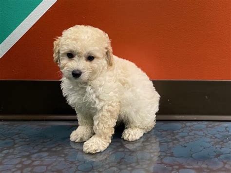 Poodle Poodle Petland Fort Walton Beach Fl