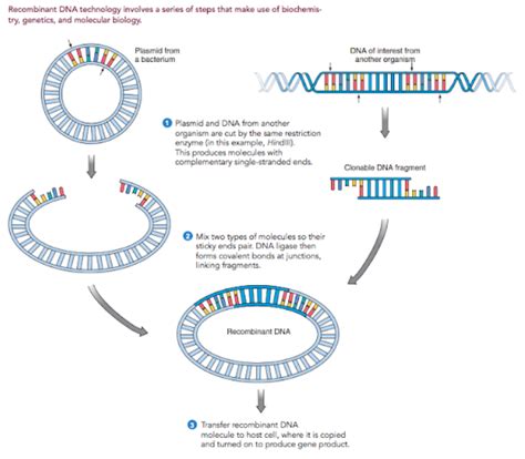 Dna Rekombinan