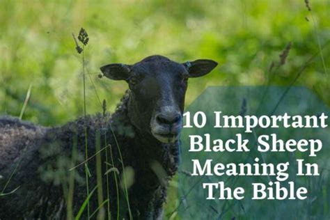 Black Sheep Meaning In The Bible Bible Verses Of The Day