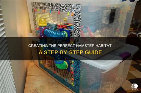 Creating The Perfect Hamster Habitat A Step By Step Guide Petshun