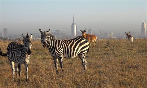 Nairobi Safari Walk Kenya | kenya safaris | Kenya tours