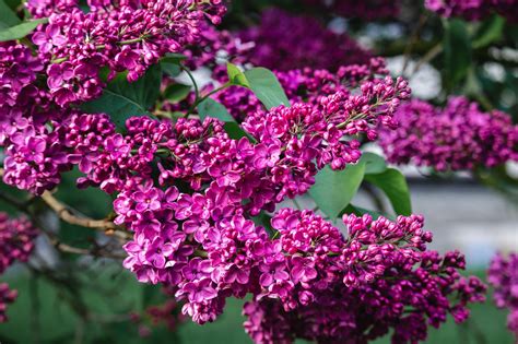 Lilacs Flowers Purple Free Photo On Pixabay Pixabay