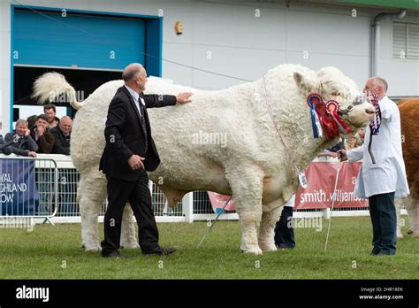 Charolais Bull Harestone Jaquard From Harestone Livestock Winner Of