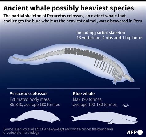 Heaviest Animal Ever Scientists Discover Massive Ancient Whale In Peru