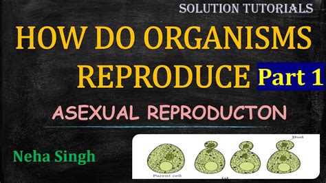 Asexual Reproduction How Do Organism Reproduce Class 10 Science Part 1