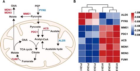 Frontiers Transcriptome Analysis Reveals The Molecular Mechanism Of