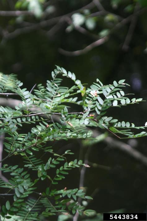 Water Locust Gleditsia Aquatica