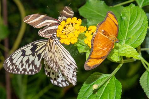 Butterflies Of Different Species From The Butterfly Museum Stock Photo